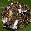Black Weaver Ant Nest