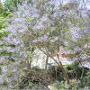 Jacaranda mimosifolia  (Jacaranda)