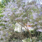 Jacaranda mimosifolia  (Jacaranda)