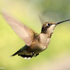 Ruby-throated hummingbird