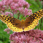 Great Spangled Fritilary