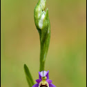 Woodcock Orchid