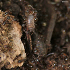 Ants (and pill bugs)