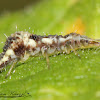 Lacewing larvae