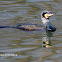 Great Cormorant