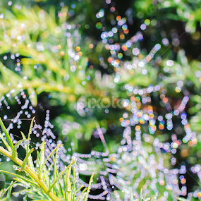 by Natalie Houlding - Nature Up Close Webs