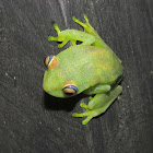Rough-skinned Tree Frog