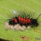 Parasited Caterpillar