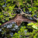 Bat