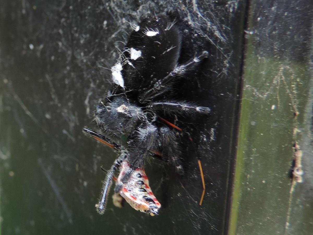 Bold Jumper Spider (with meal)
