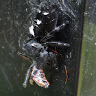 Bold Jumper Spider (with meal)