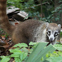 Coati (juvenile)