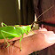 Common True Katydid