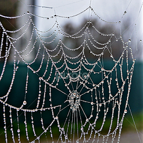 Drops, drops, drops by Jelena Puškarić - Nature Up Close Natural Waterdrops