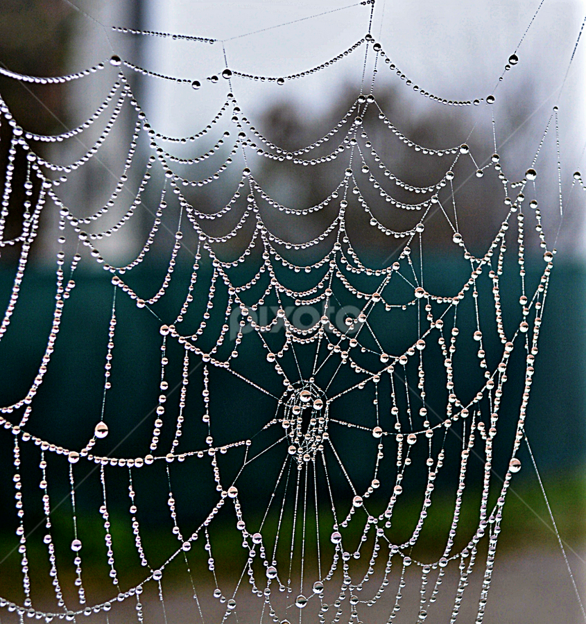 Drops, drops, drops by Jelena Puškarić - Nature Up Close Natural Waterdrops