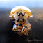 (Newly emerged) Asian Ladybird Beetle