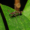 Stalk-Eyed Fly