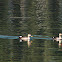 Spot billed Duck