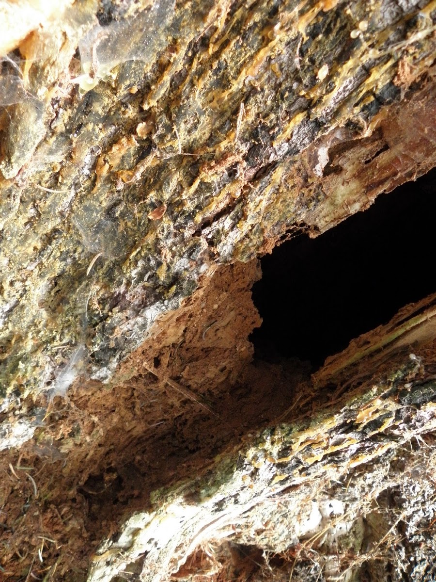 P Dampwood Termites in Sitka Spruce