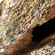P Dampwood Termites in Sitka Spruce