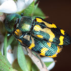 Pair of jewel beetles
