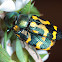 Pair of jewel beetles