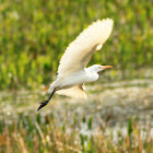 Cattle Egret