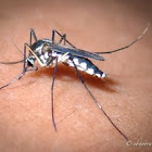 Mosquito