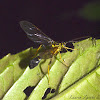 Ichneumonid Wasp