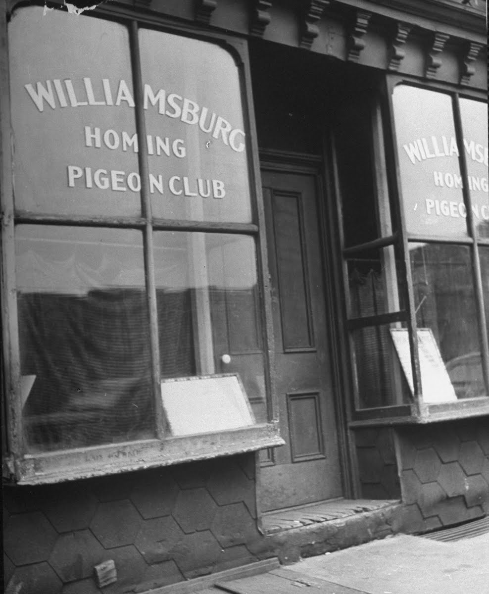 Brooklyn essay picture