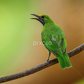 Golden Fronted Leaf bird by Kuppusamy Ramesh - Animals Birds