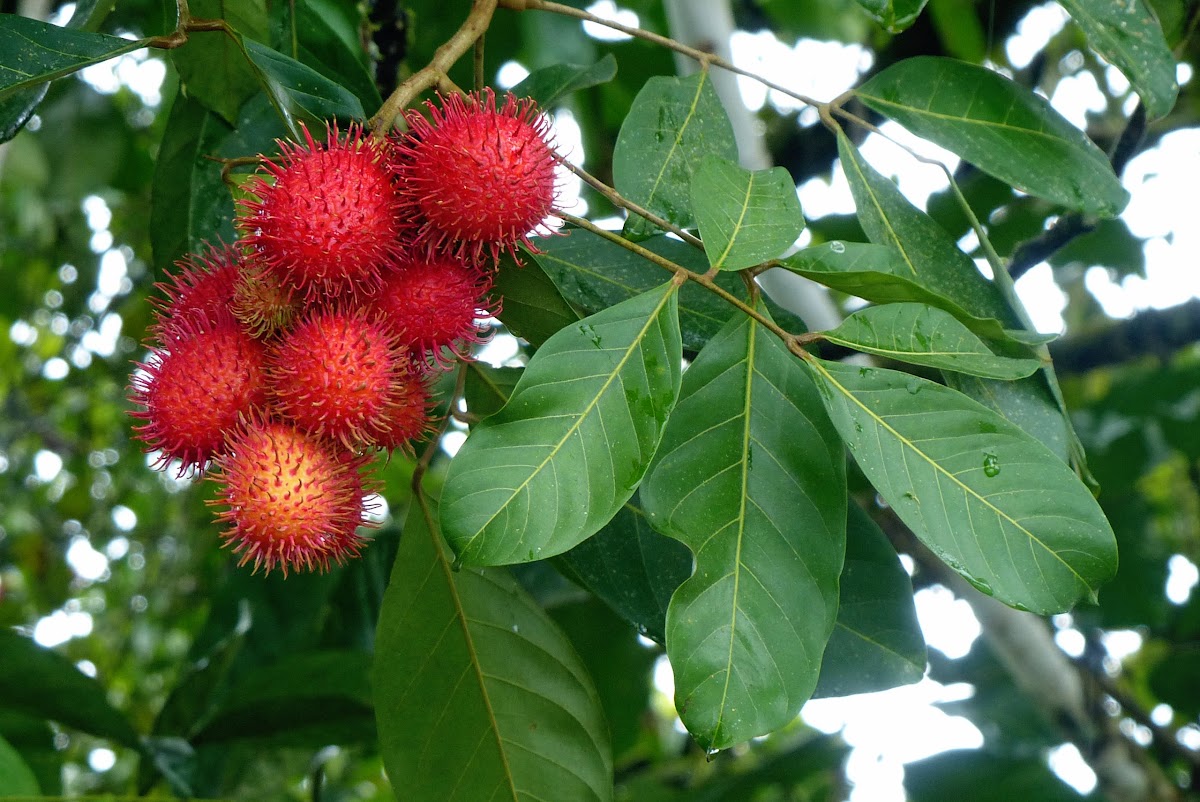 Mamón Chino  aka Rambutan