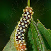 White flannel moth caterpillar