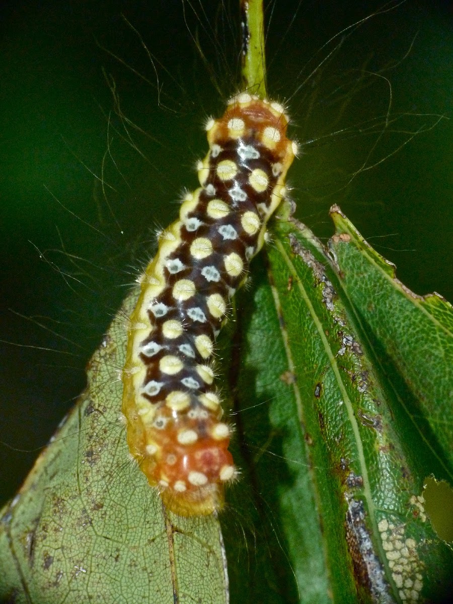 White flannel moth caterpillar