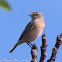 Whinchat; Tarabilla Norteña