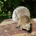 Red-bellied Tree Squirrel