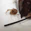 Common House Spider