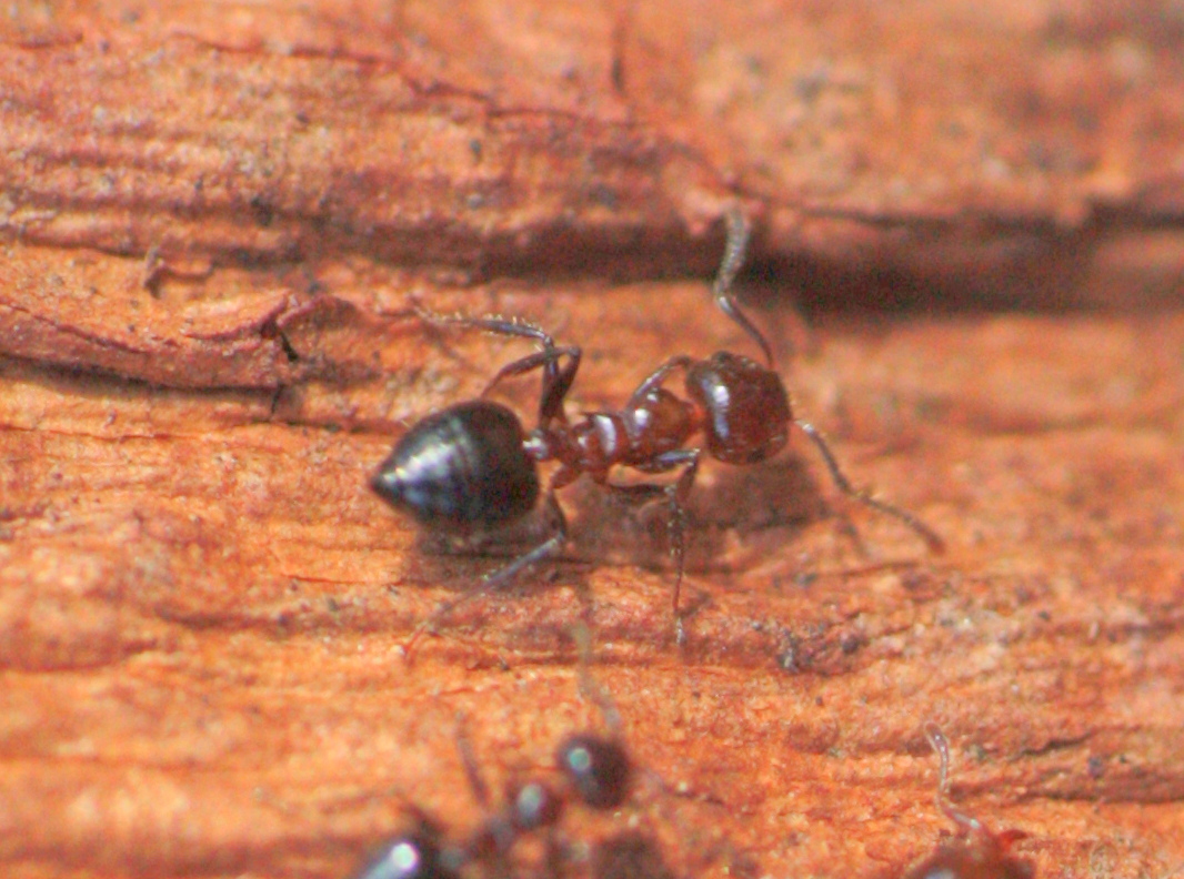 Valentine ant