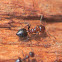 Valentine ant