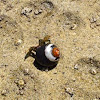 Blue-banded Hermit Crab