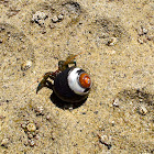 Blue-banded Hermit Crab