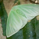 Lymantriid Moth
