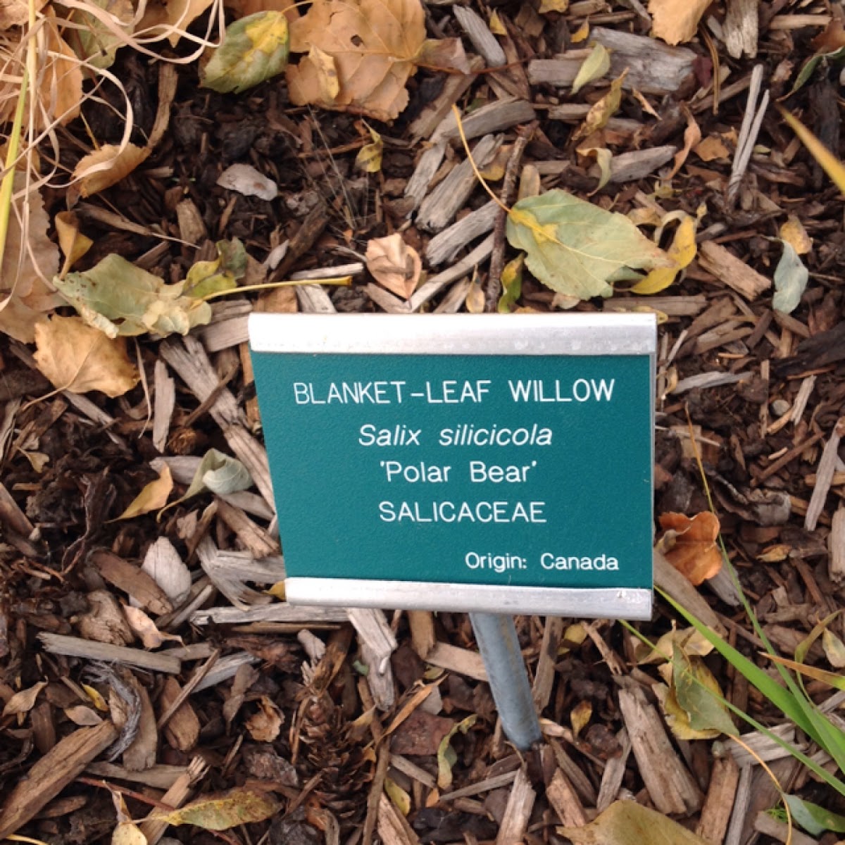 Blanket-Leaf Willow or Polar Bear Willow