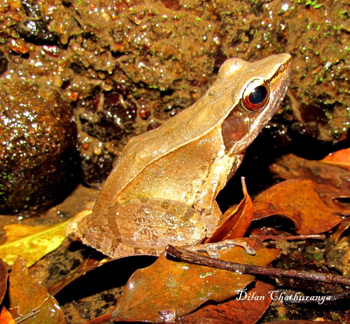 Bronzed frog