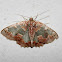 Wattle Bizarre Looper Moth (Female)
