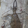 Eastern Dobsonfly Male