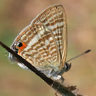 Pea Blue Butterfly