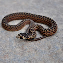 Montpellier snake