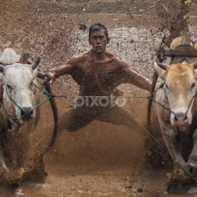 Pacu Jawi by Edwin Prajusa - News & Events Sports