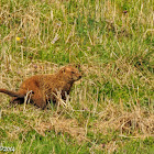 Groundhog (aka woodchuck, whistle-pig, or land-beaver )